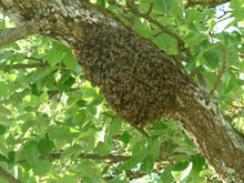 Hobbyimkerei Gunnesch - Naturschwarm eines Bienenvolks